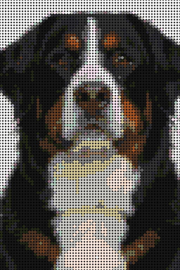 Cuadro perro Boyero de Berna