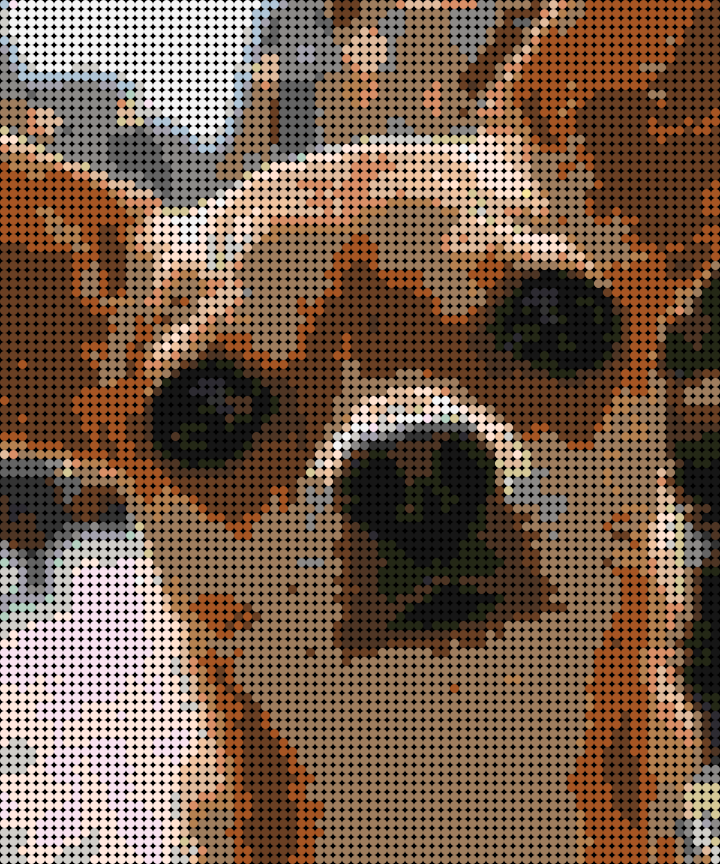 Cuadro perro Chihuahua